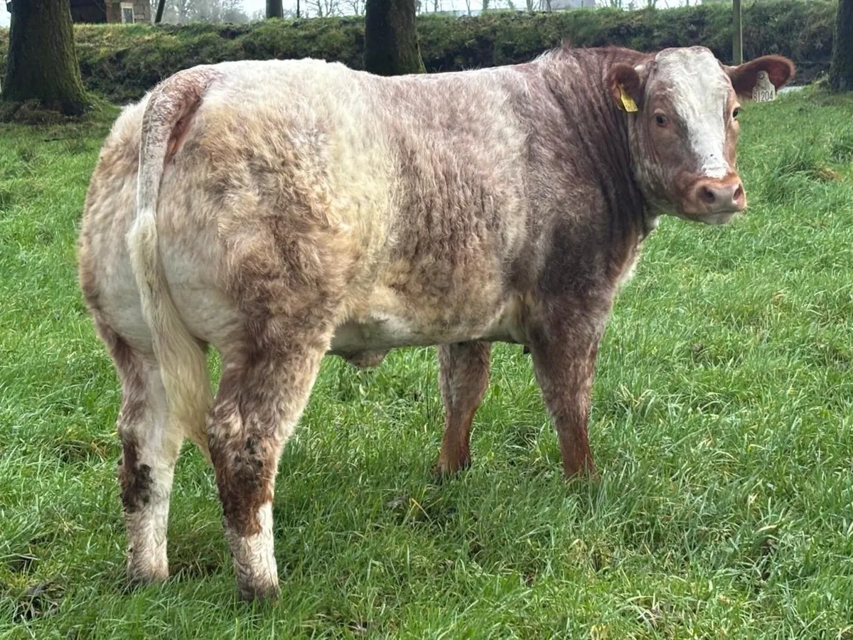 Show/ Breeding heifers - Image 1