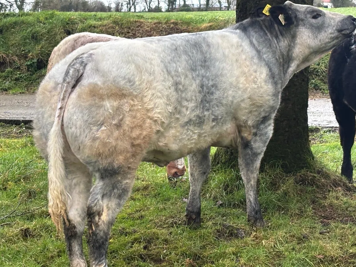 Show/ Breeding heifers - Image 2