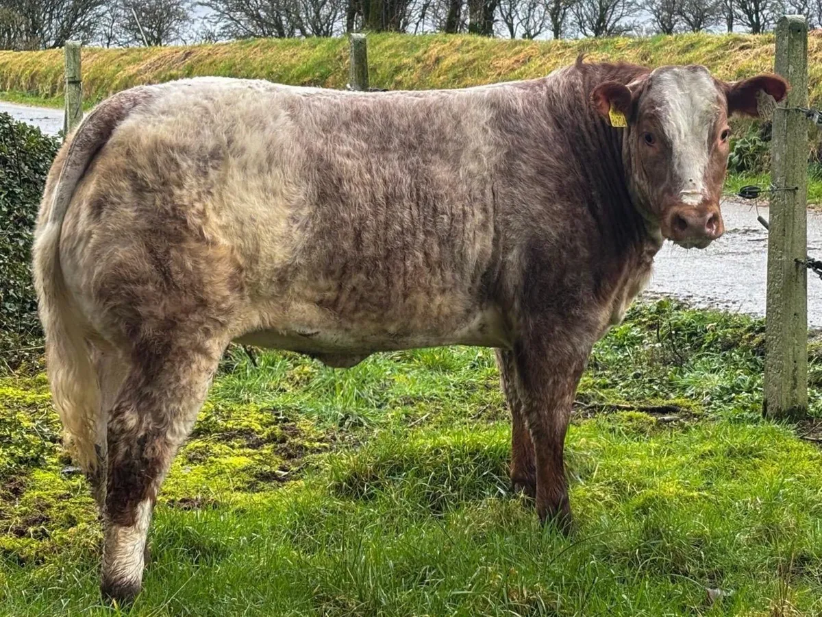 Show/ Breeding heifers - Image 4