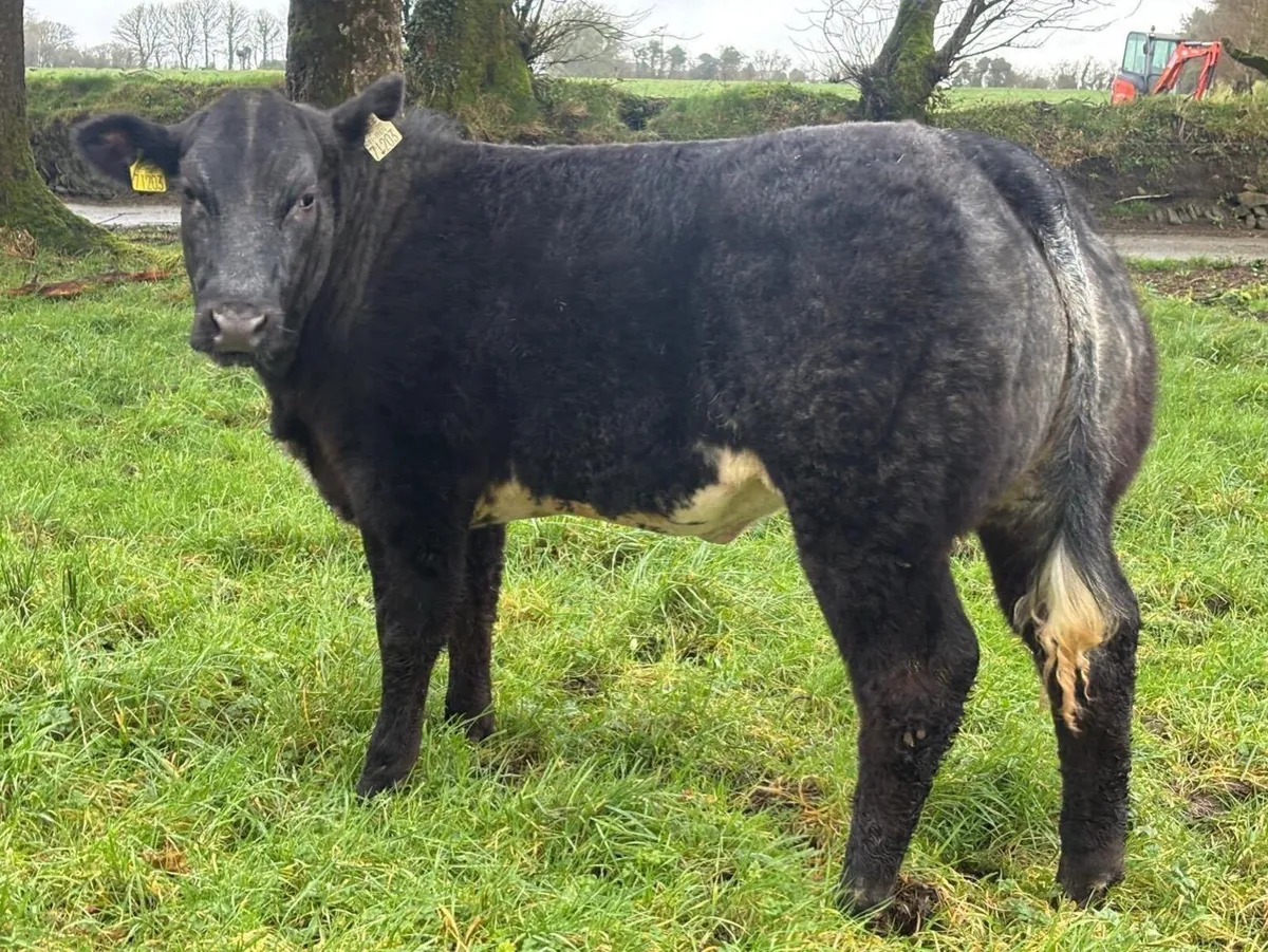 Show/ Breeding heifers - Image 3