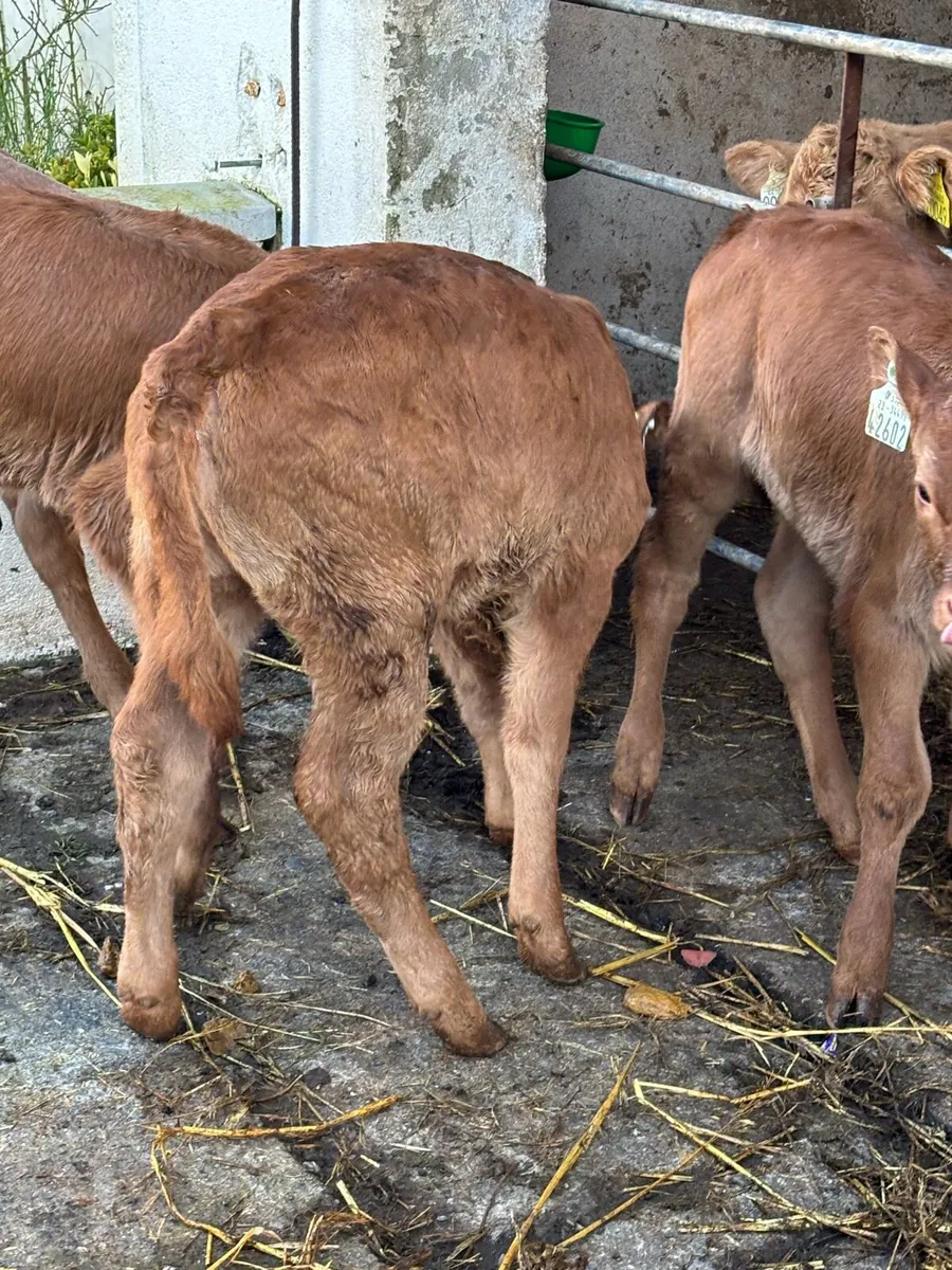3 Red Limousine heifers - Image 1