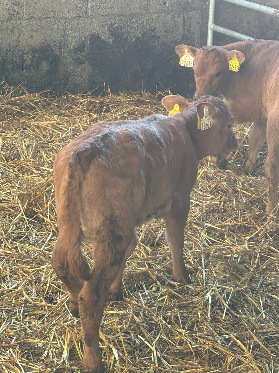 3 Red Limousine heifers - Image 2