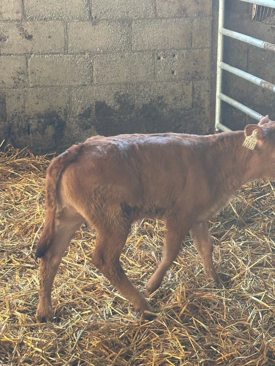 3 Red Limousine heifers - Image 3