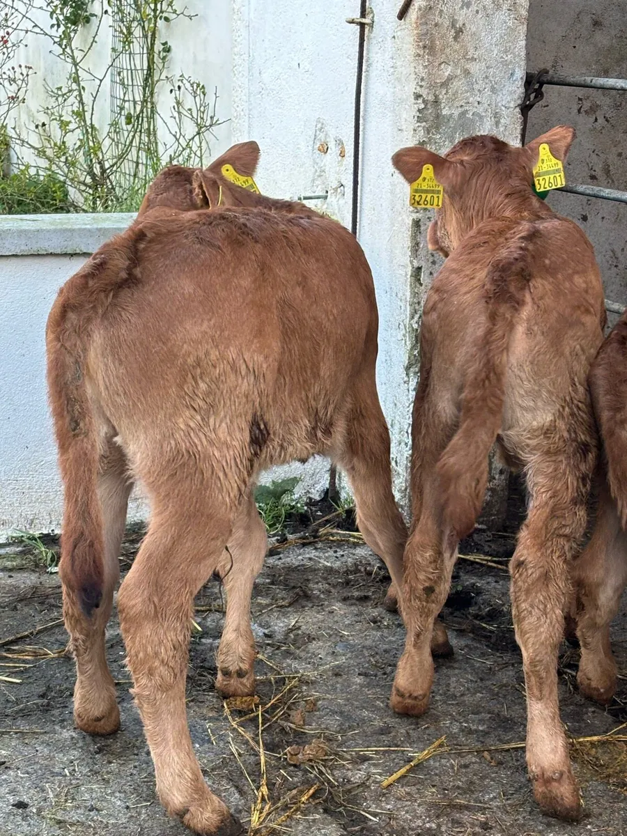 3 Red Limousine heifers - Image 4