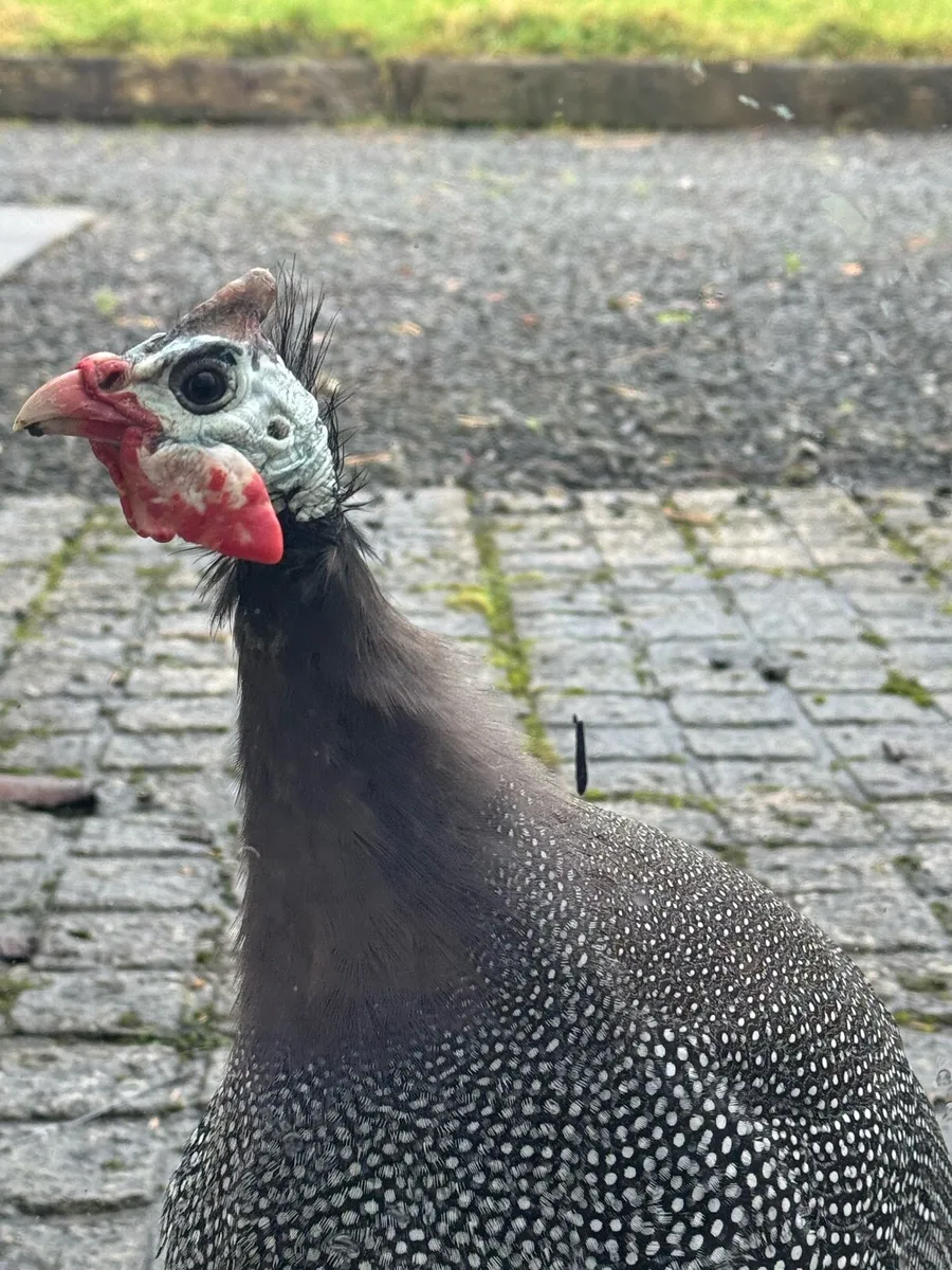 Guinea Fowl Trio - Image 2