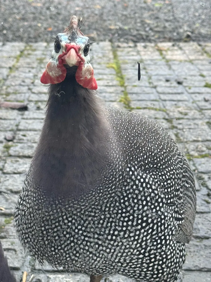 Guinea Fowl Trio - Image 3