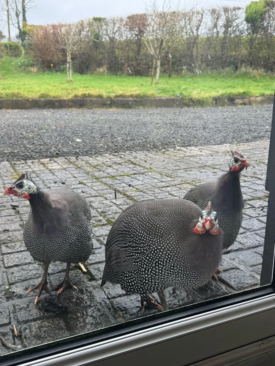 Guinea Fowl Trio - Image 1