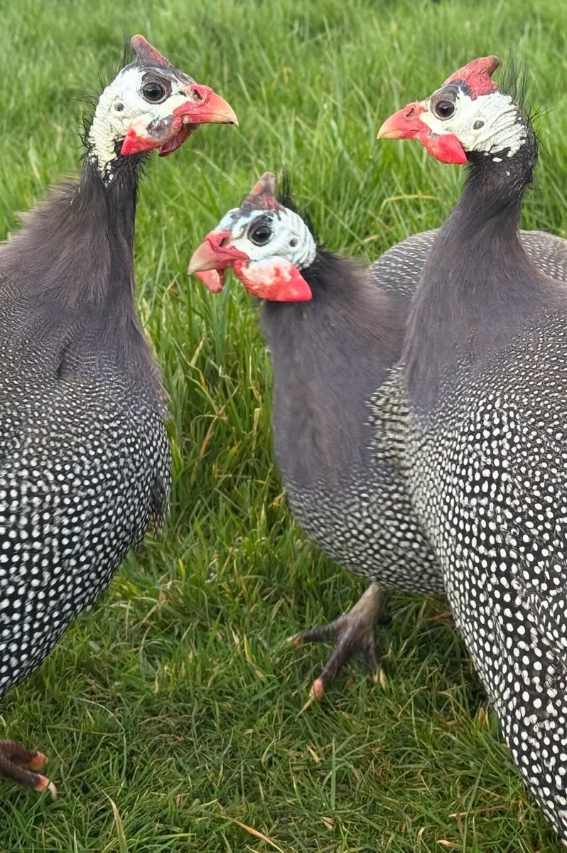 Guinea Fowl Trio - Image 4