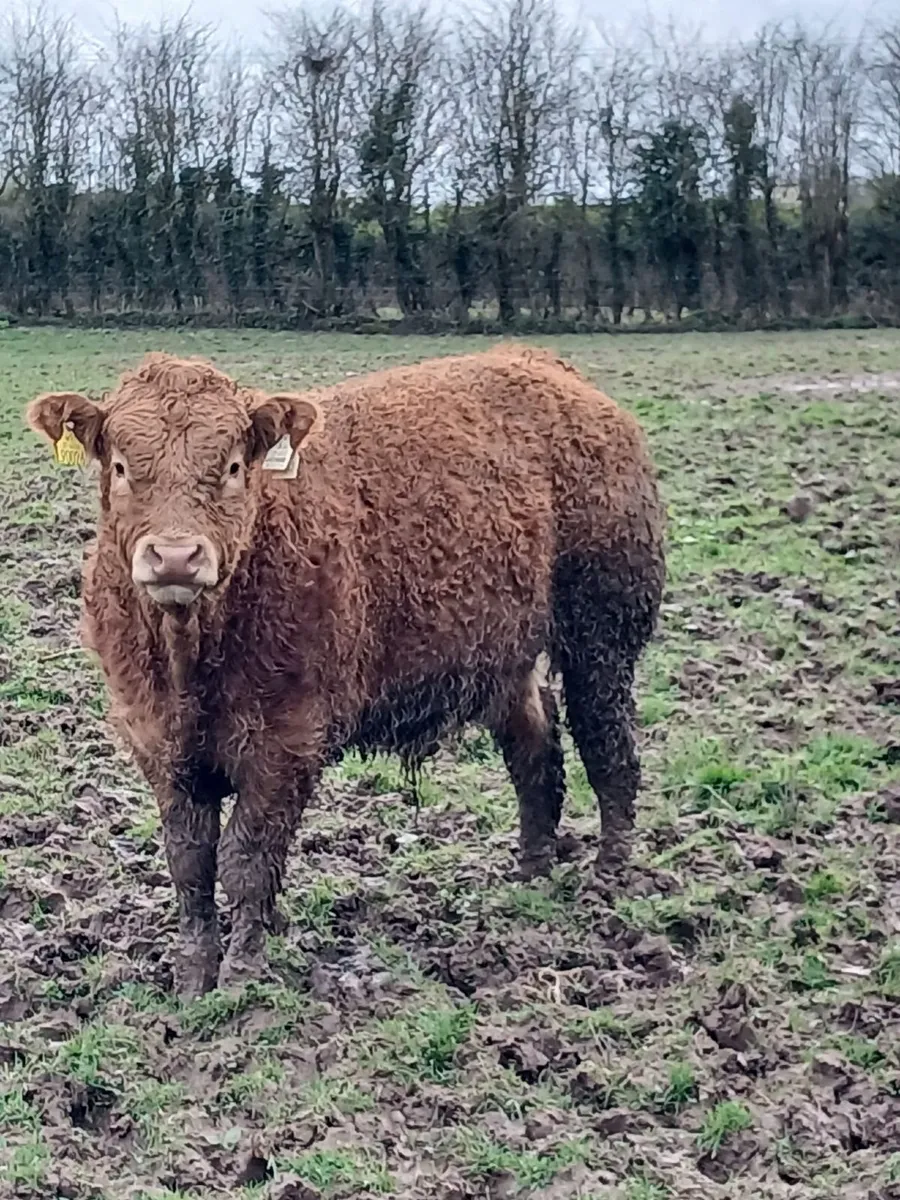 Cattle - Image 1