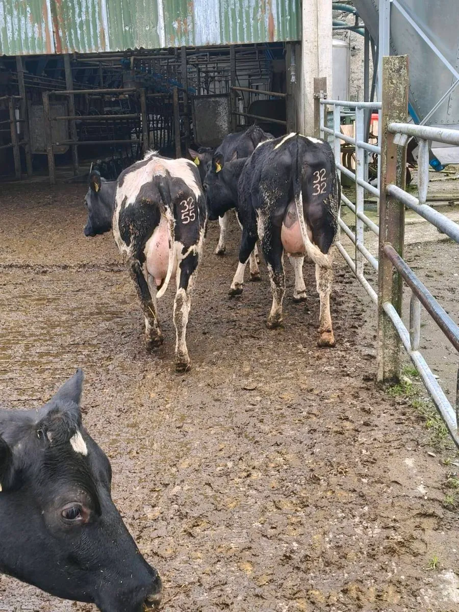Friesian Heifers - Image 1