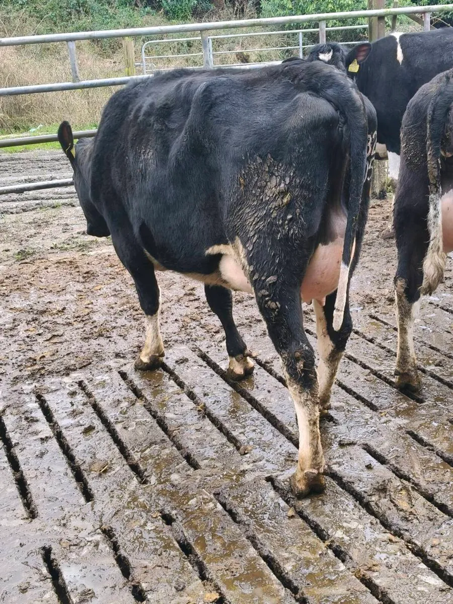 Friesian Heifers - Image 2