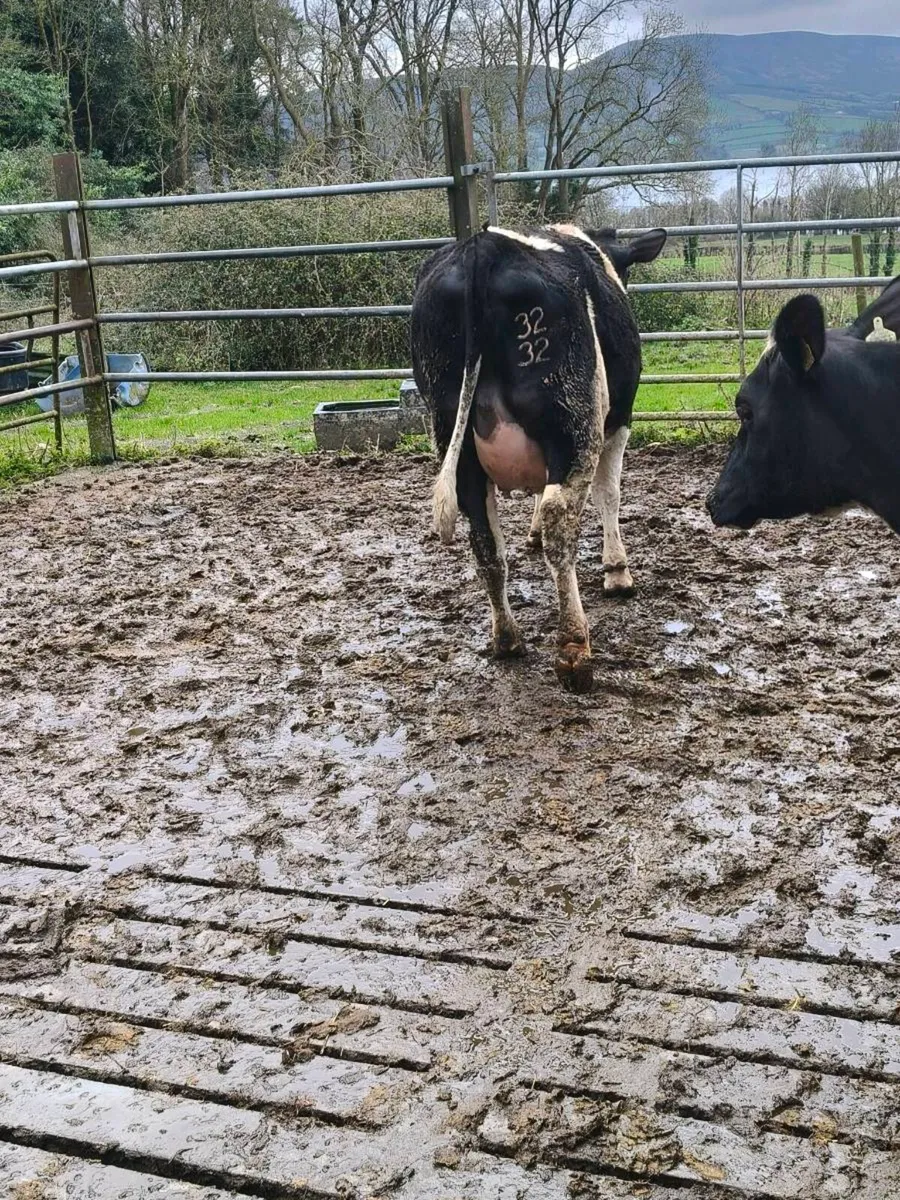 Friesian Heifers - Image 3