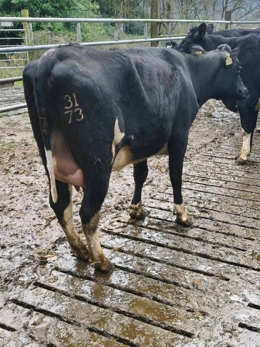 Friesian Heifers - Image 4