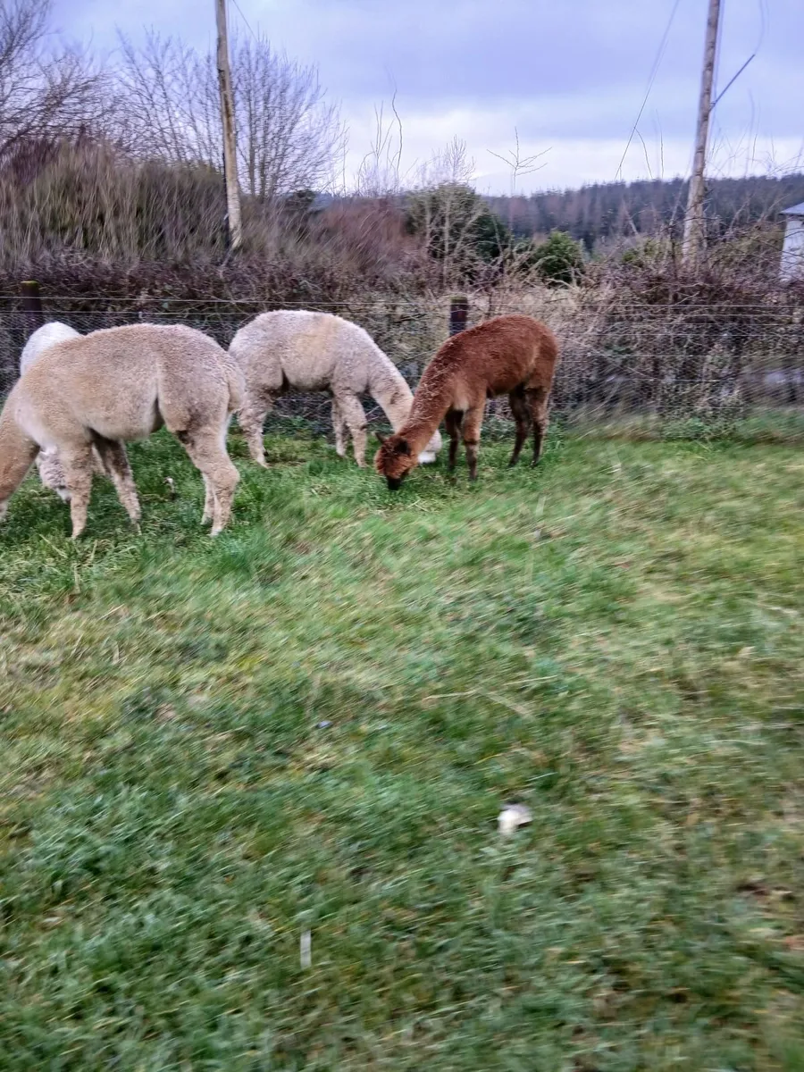 Alpacas - Image 2