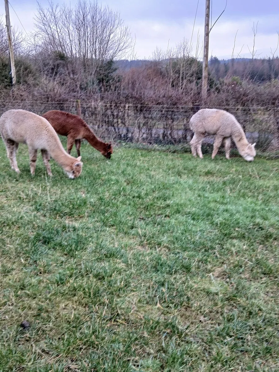 Alpacas - Image 3