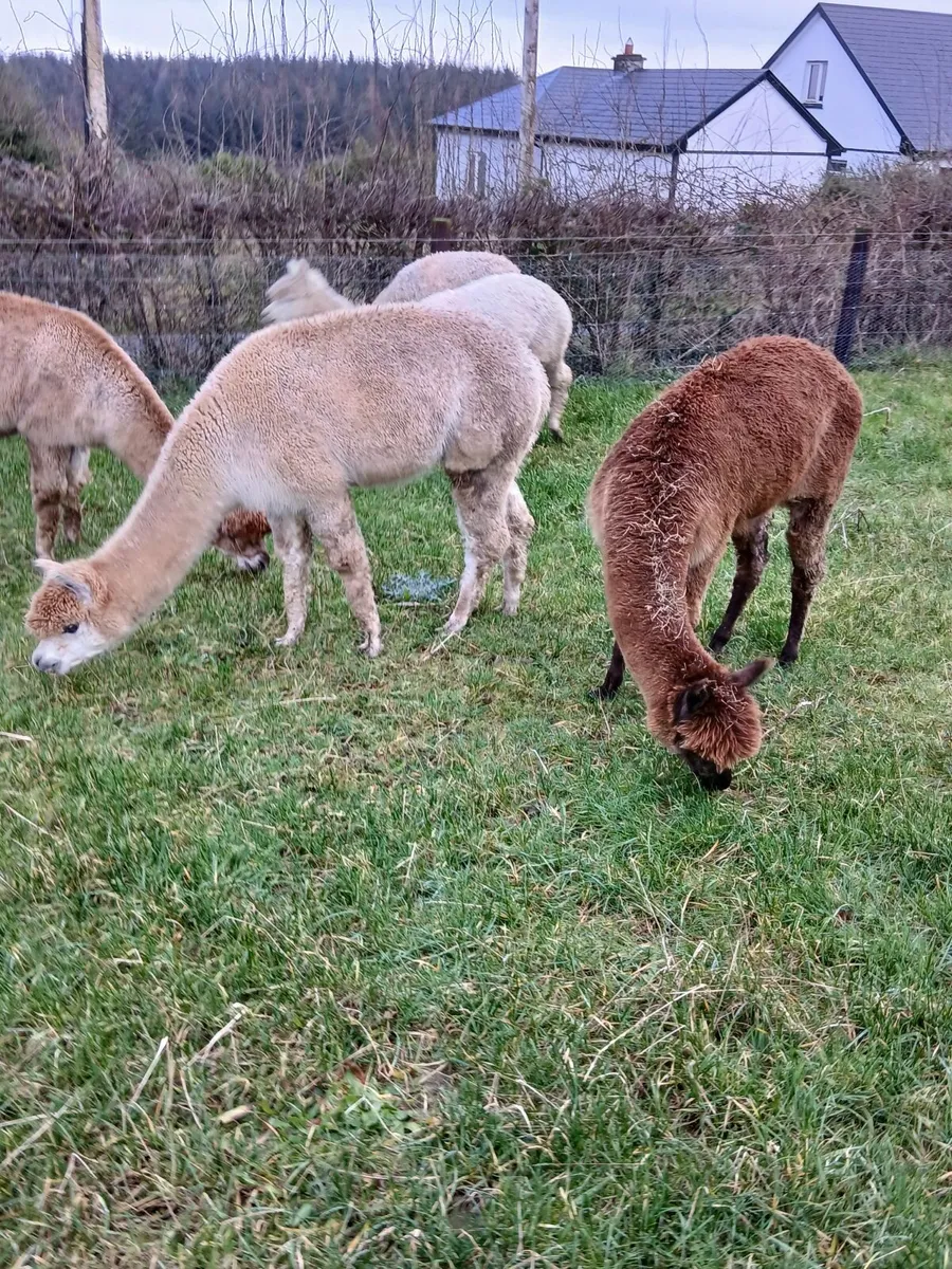 Alpacas - Image 4