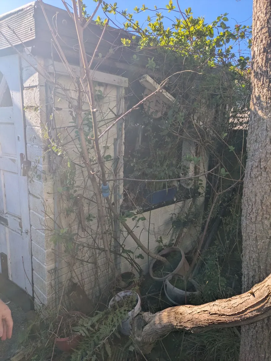 Chestnut tree saplings