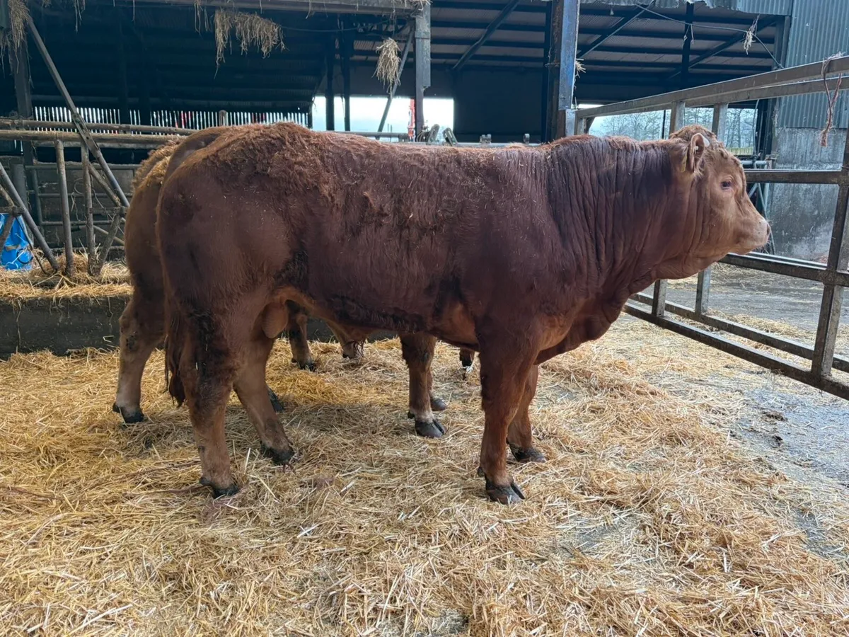 Limousin bulls - Image 1