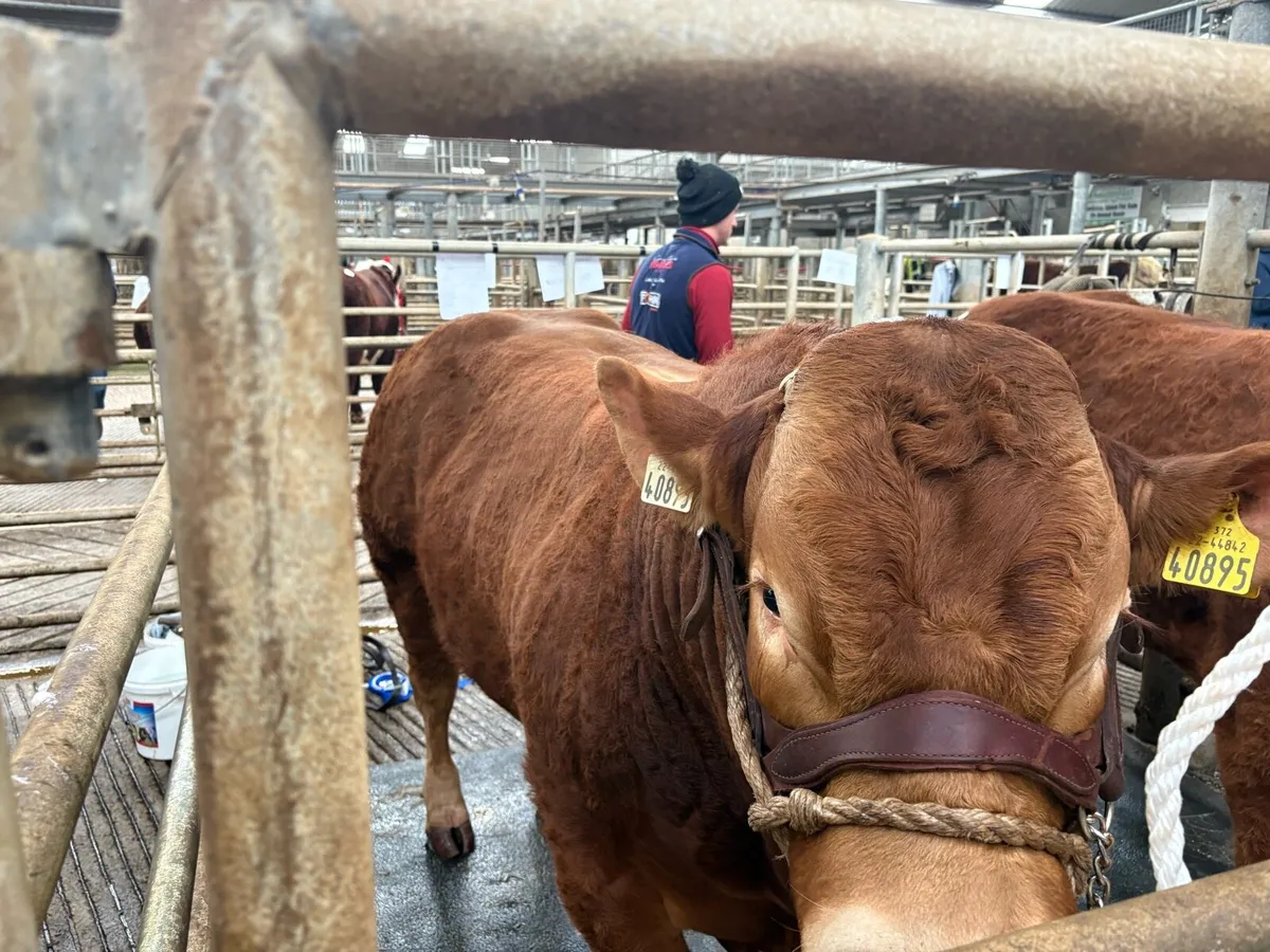 Limousin bulls - Image 3