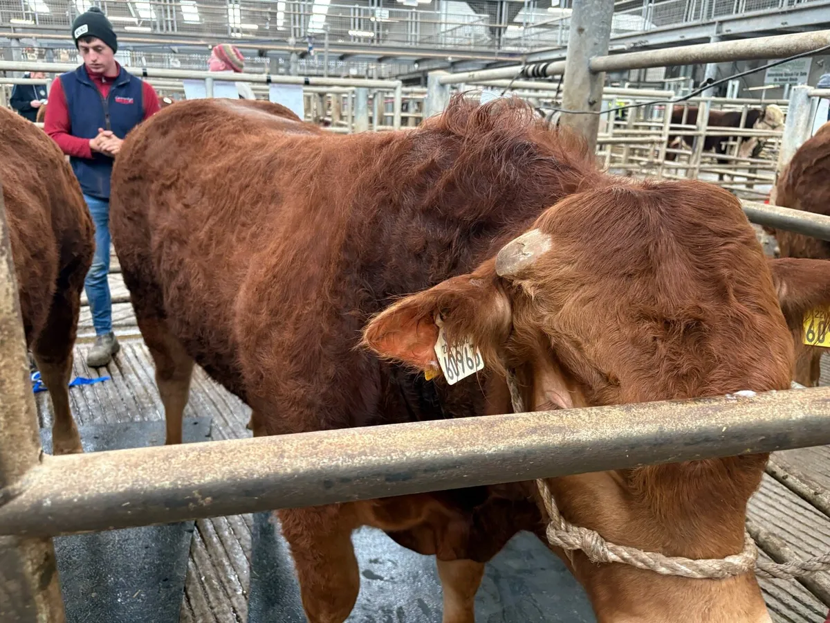 Limousin bulls - Image 4