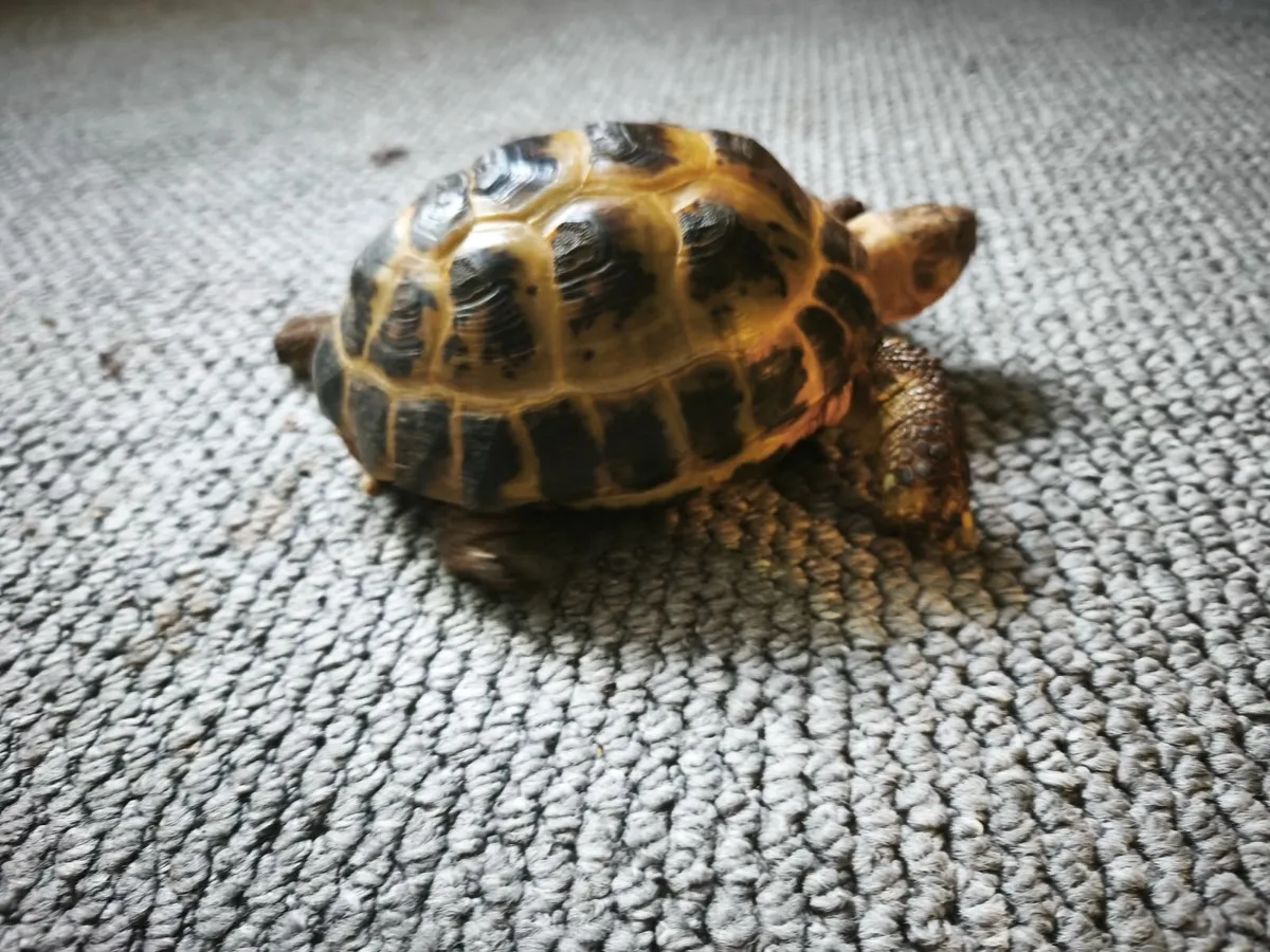 Russian tortoises male and female - Image 1
