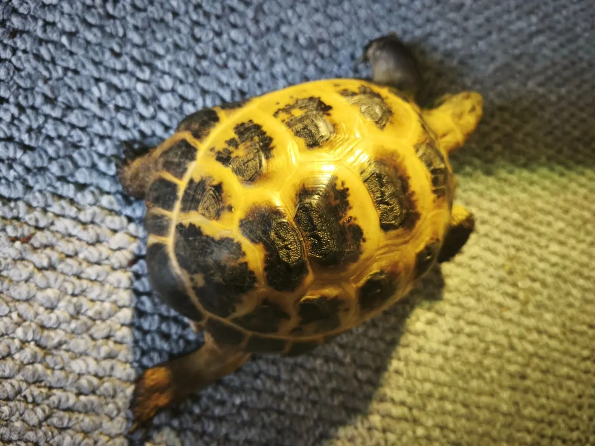 Russian tortoises male and female - Image 2