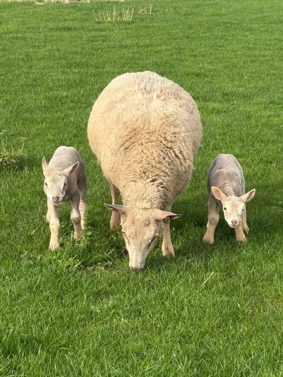 Ewes and Lambs - Image 4