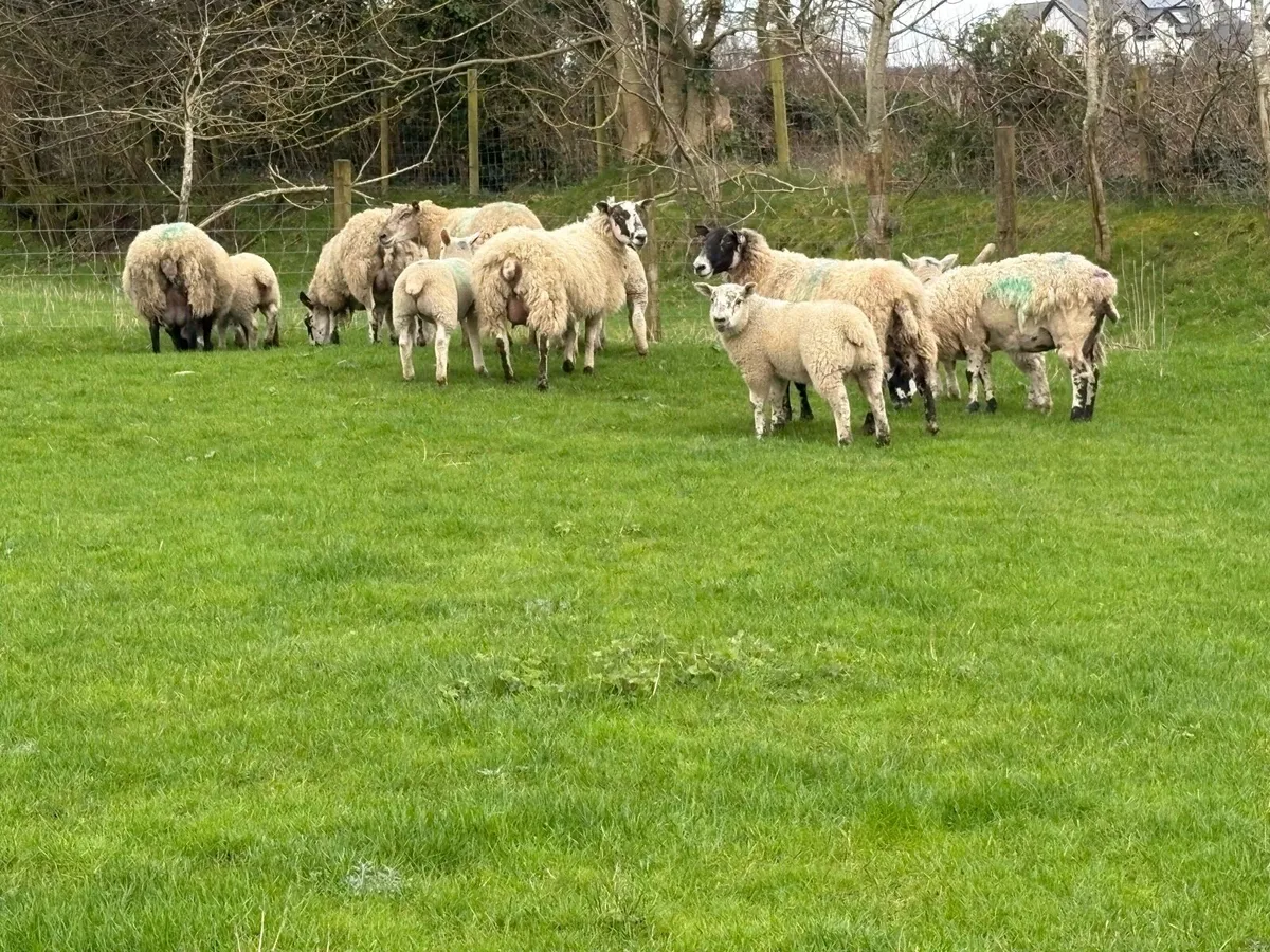 Ewes and Lambs - Image 2
