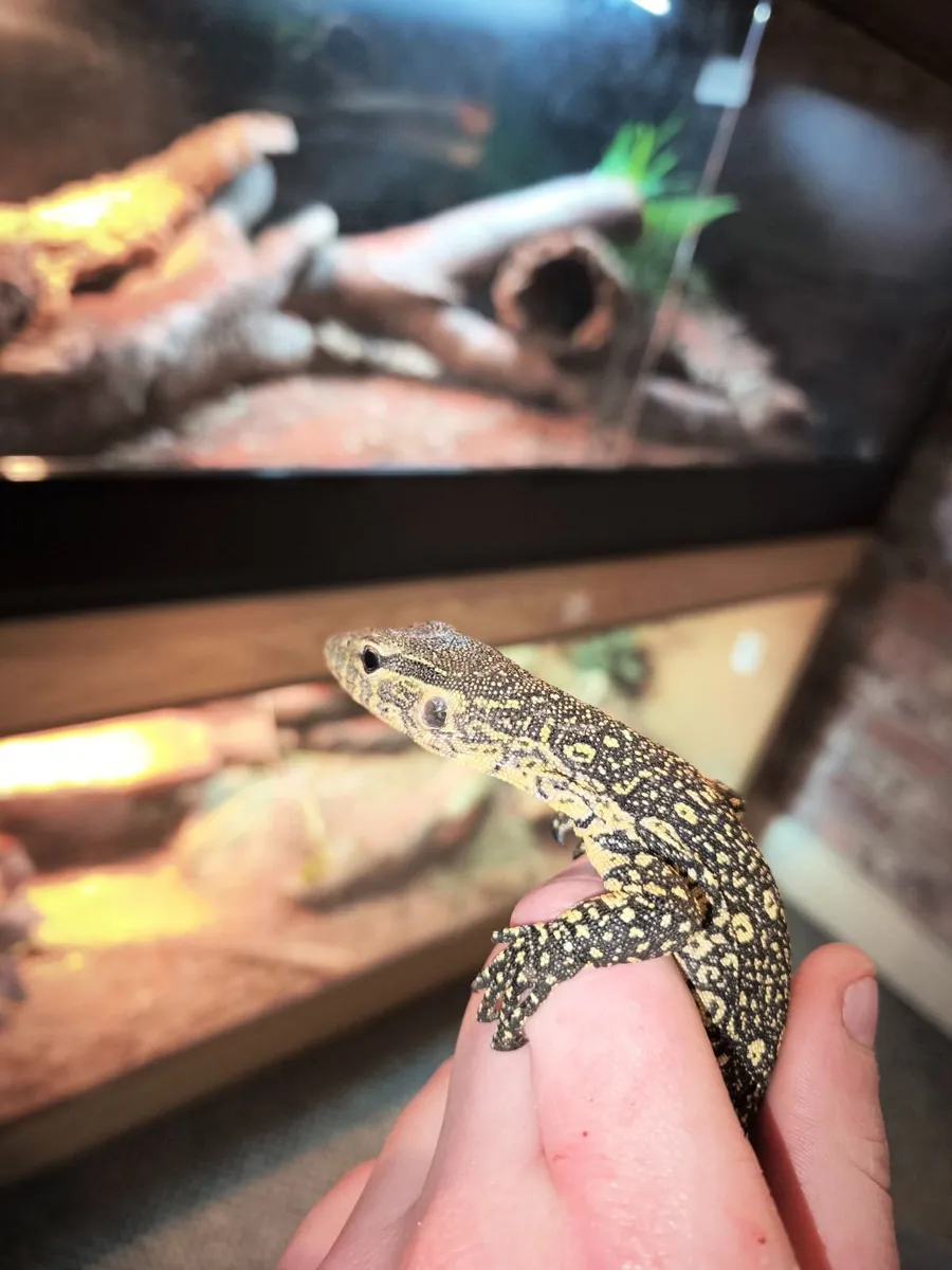 African Nile monitor - Image 1