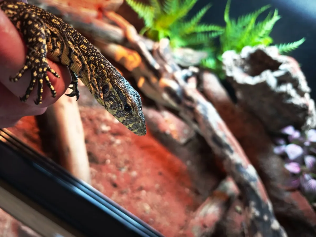 African Nile monitor - Image 2