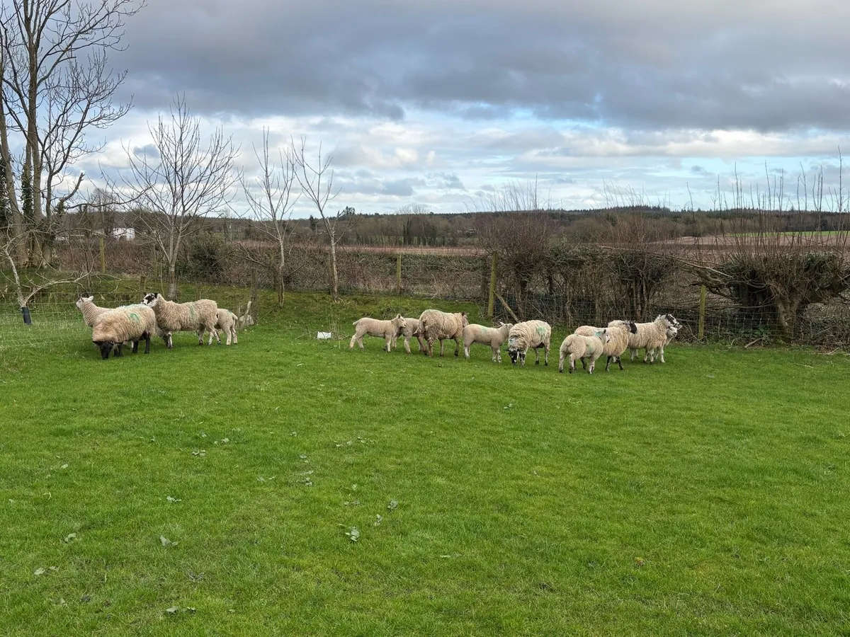 Ewes and Lambs - Image 3