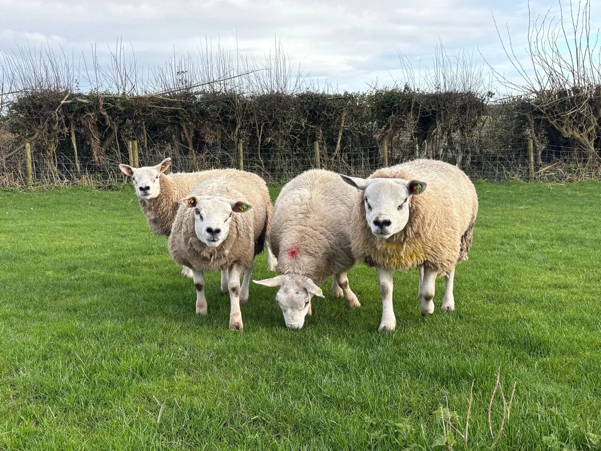Texel Rams, PB SIS Eligible - Image 1