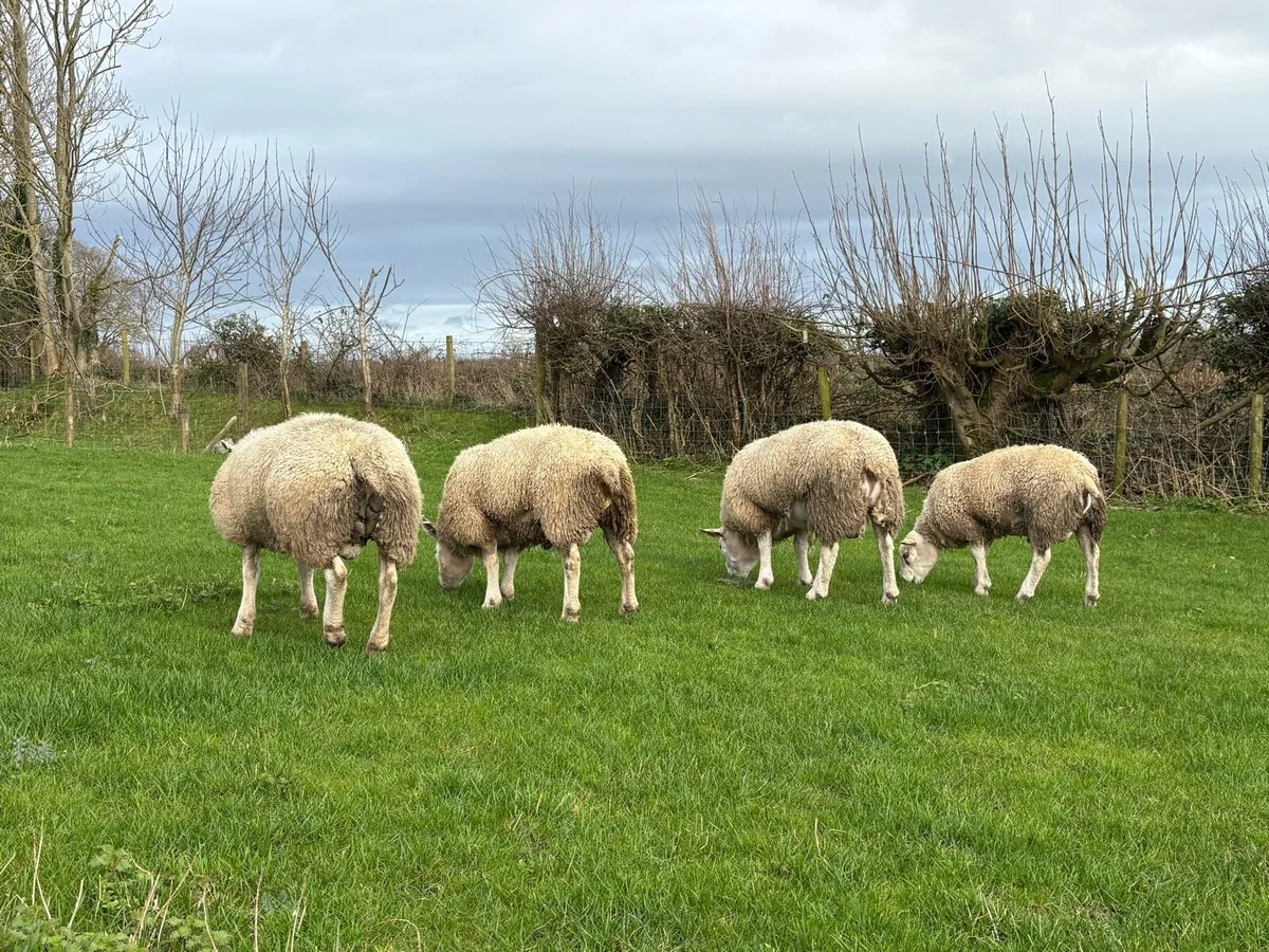 Texel Rams, PB SIS Eligible - Image 2