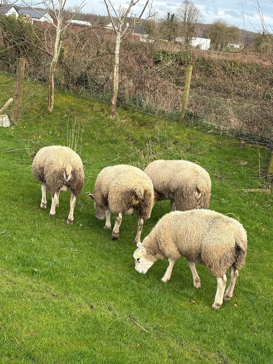 Texel Rams, PB SIS Eligible - Image 3