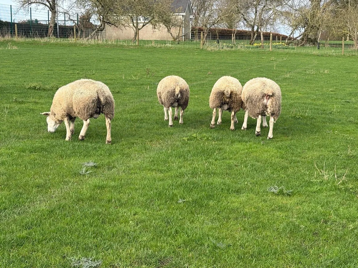 Texel Rams, PB SIS Eligible - Image 4