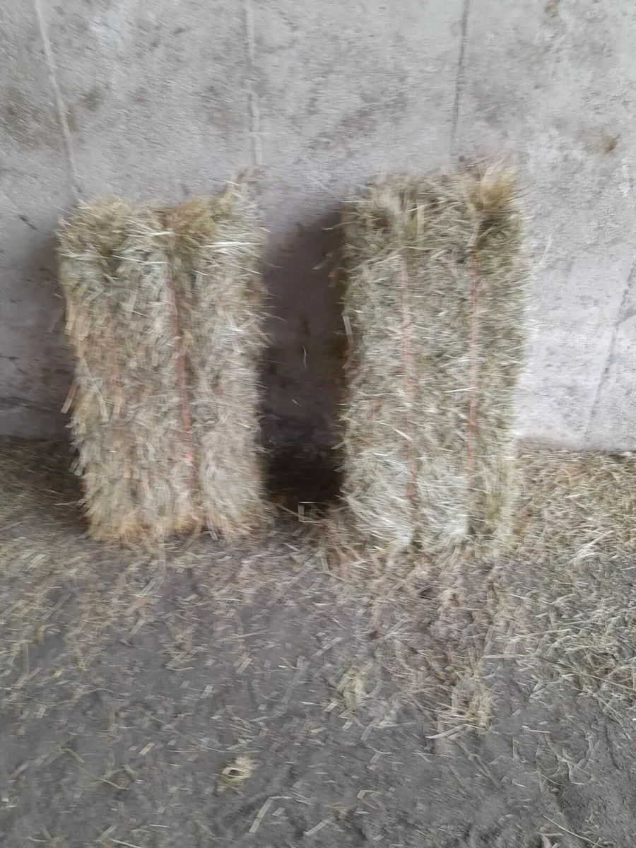 Hay - Image 2