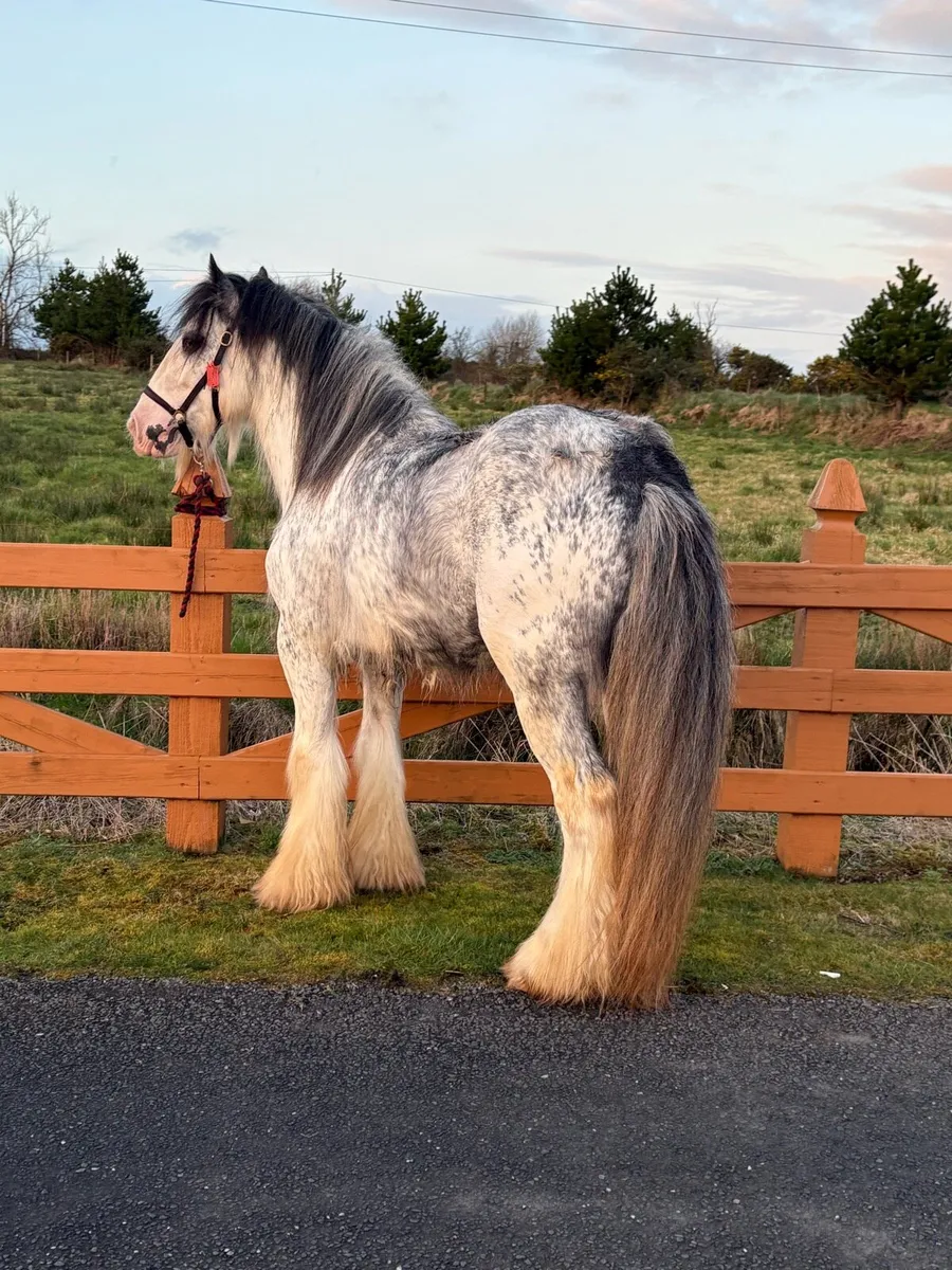 Blue Blagdon Stallion @ Stud - Image 2