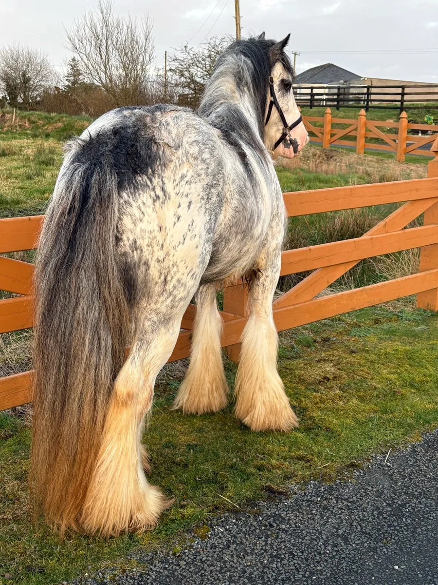 Blue Blagdon Stallion @ Stud - Image 3