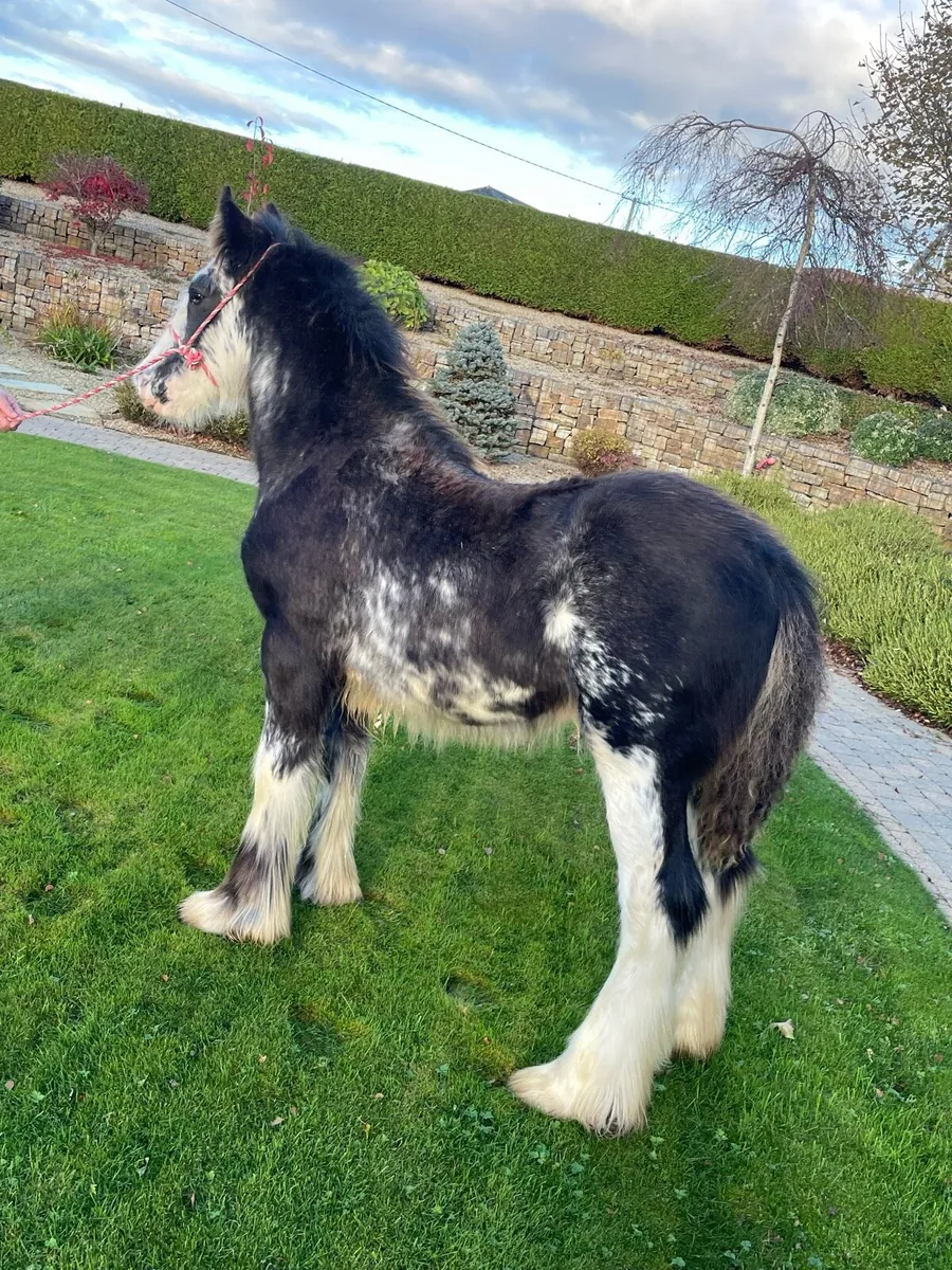 Blue Blagdon Stallion @ Stud - Image 4