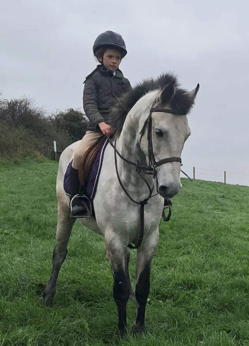 5 year old 14.2 connemara gelding - Image 1