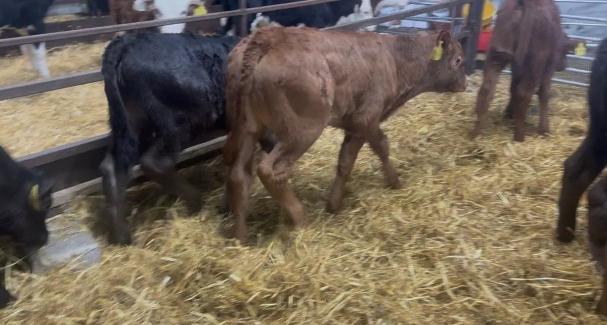 ❌ LIM CALVES ❌ - Image 3