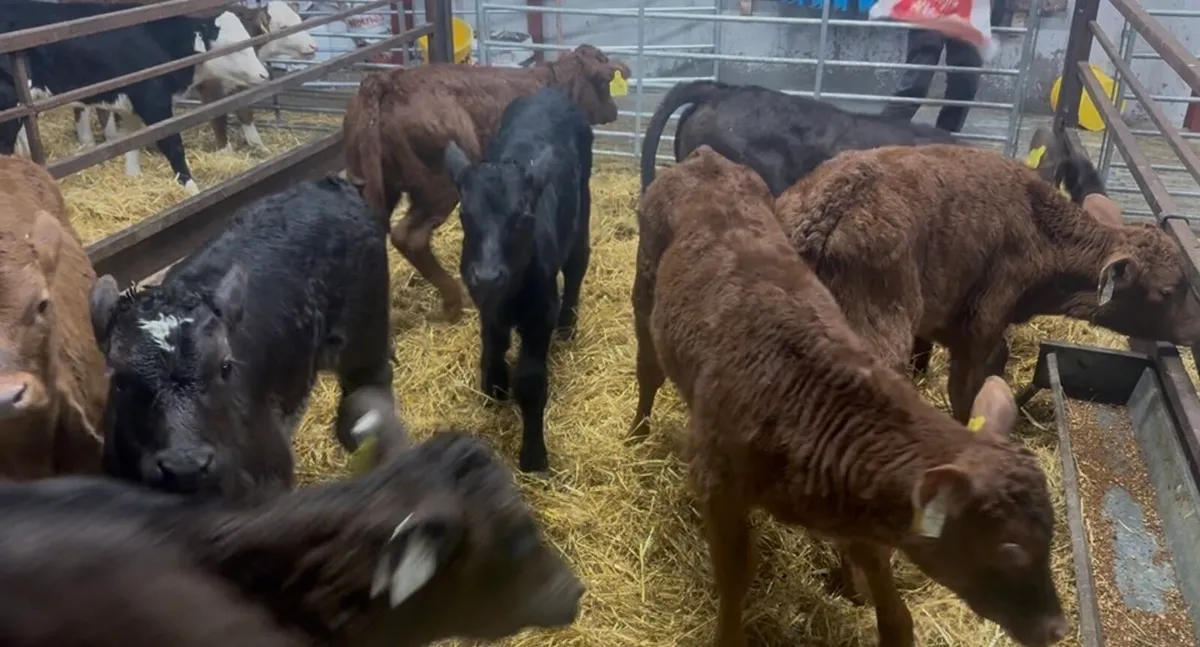 ❌ LIM CALVES ❌ - Image 4