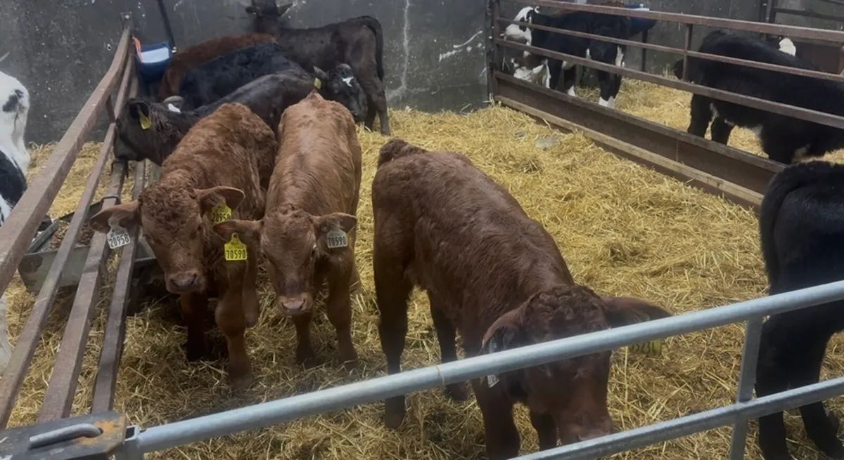 ❌ LIM CALVES ❌ - Image 1