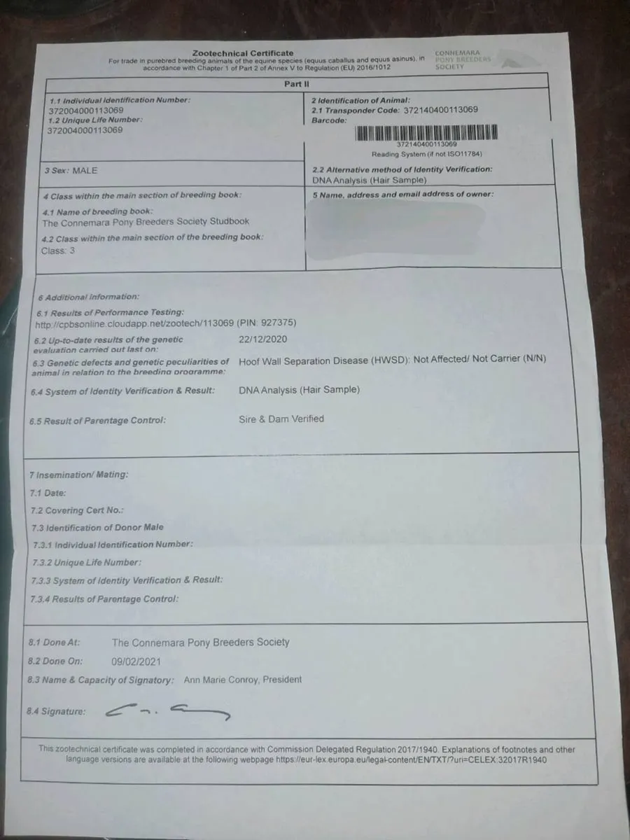 5 year old 14.2 connemara gelding - Image 4
