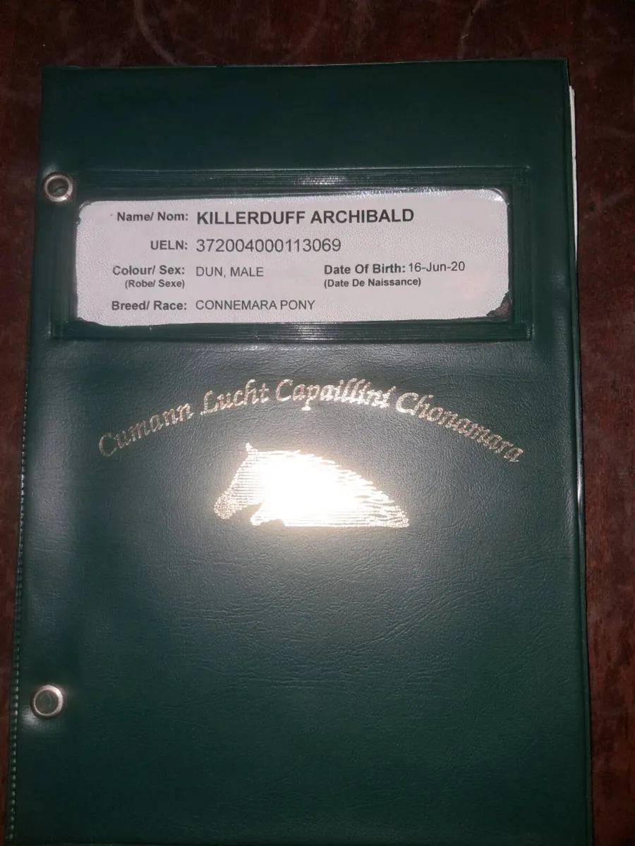 5 year old 14.2 connemara gelding - Image 2