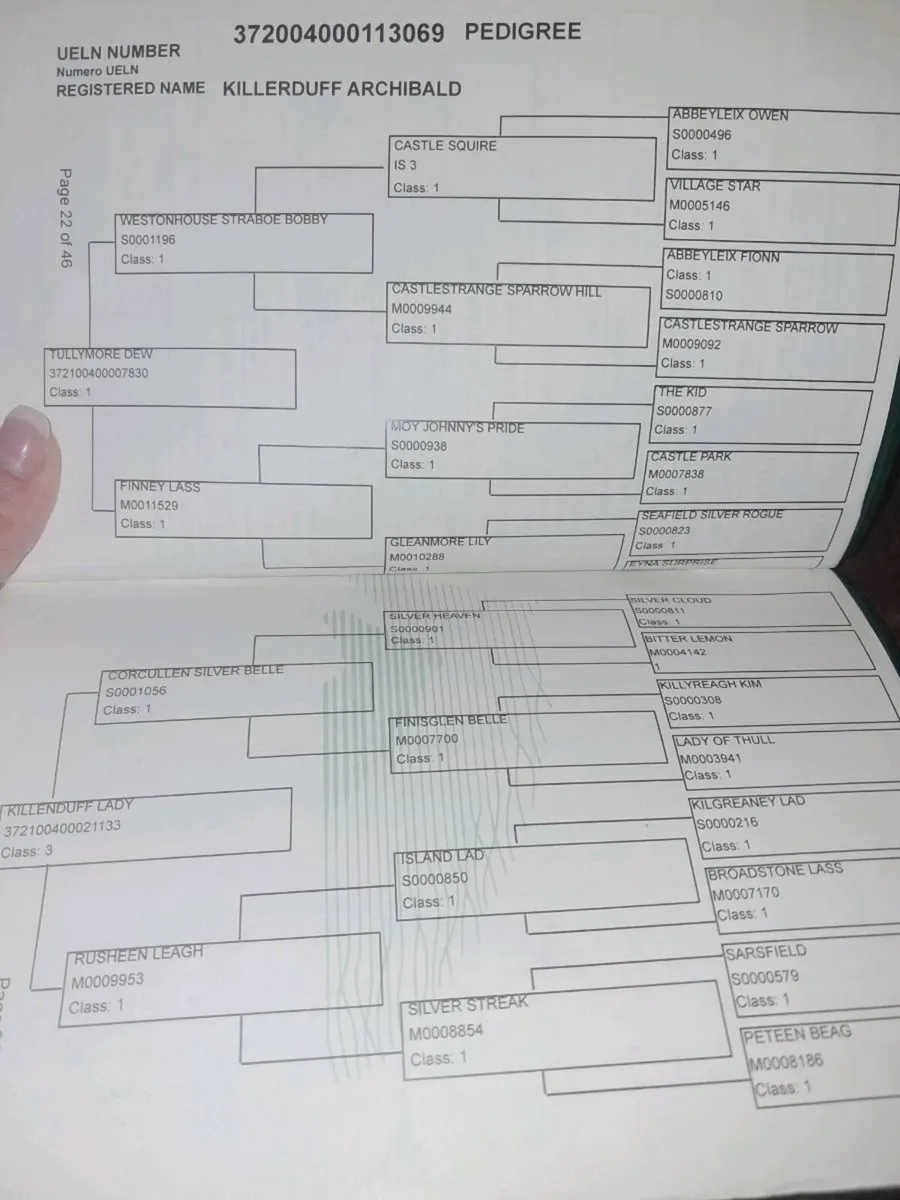 5 year old 14.2 connemara gelding - Image 3