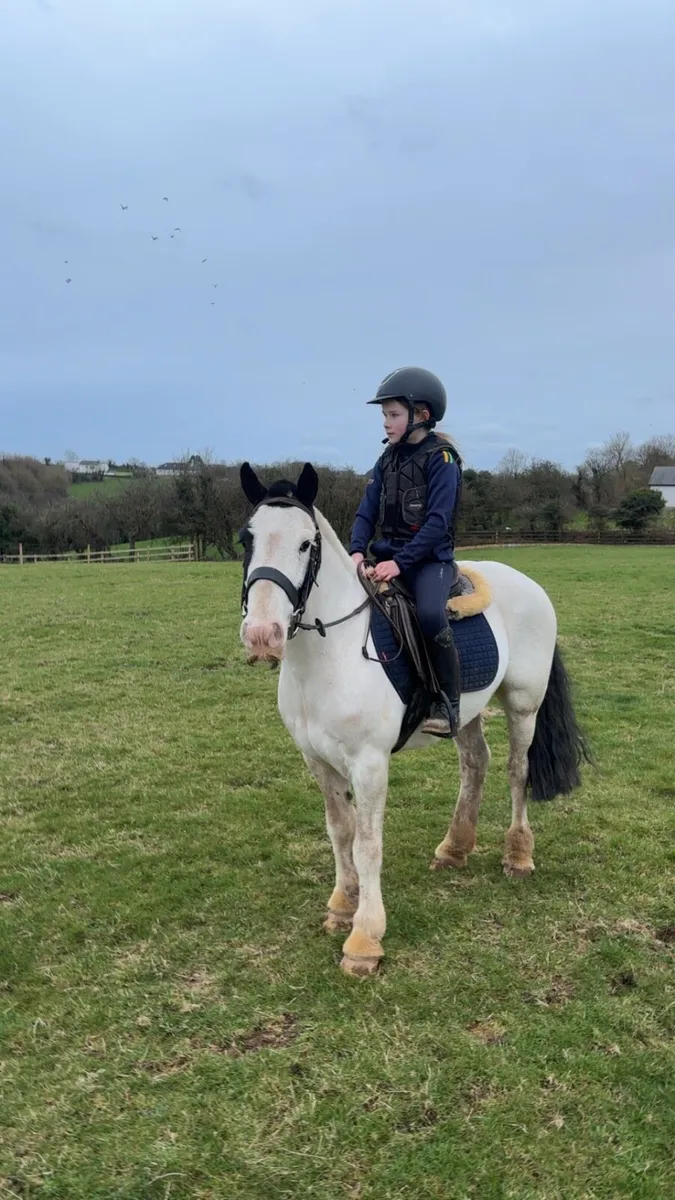 4 yr old 12.2 bombproof pony - Image 1