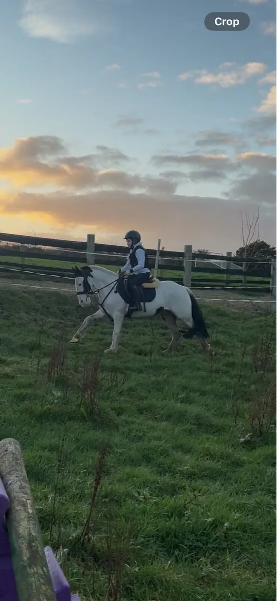 4 yr old 12.2 bombproof pony - Image 3