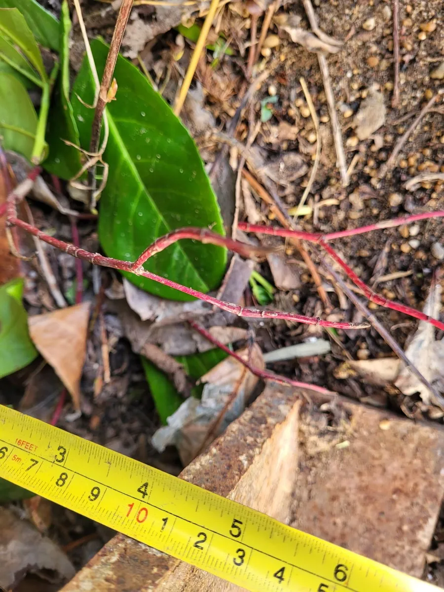 Rsj steam beam - Image 2