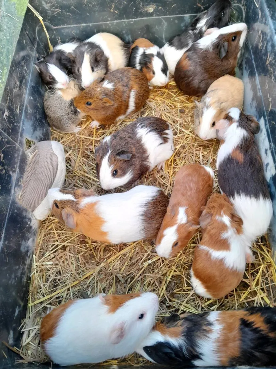 Guinea Pigs - Image 1